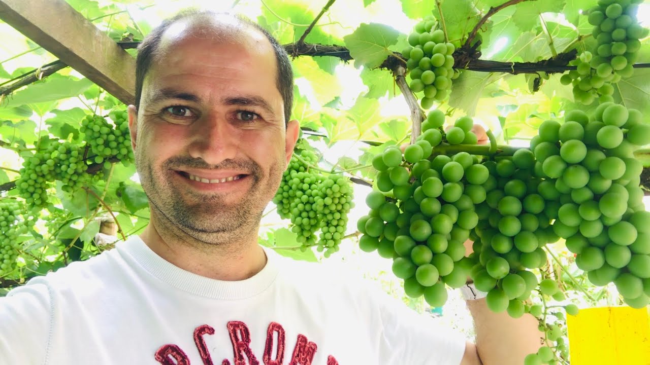 PODA VERDE DA VIDEIRA PARA AUMENTAR A PRODUÇÃO