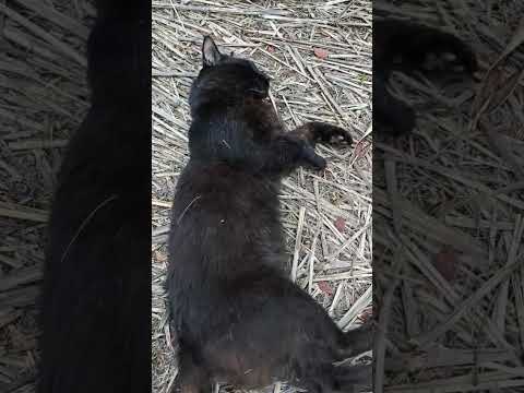 Vídeo de Suspeita de furto ou maus tratos. Local: Entre o barra light e barra Village Lakes atrás do colégio palas, aqui no Recreio dos Bandeirantes.