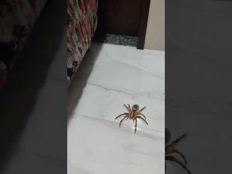 Susto com aranha🕷️ #aranhas #filtros #filtrosaranha #shorts #susto