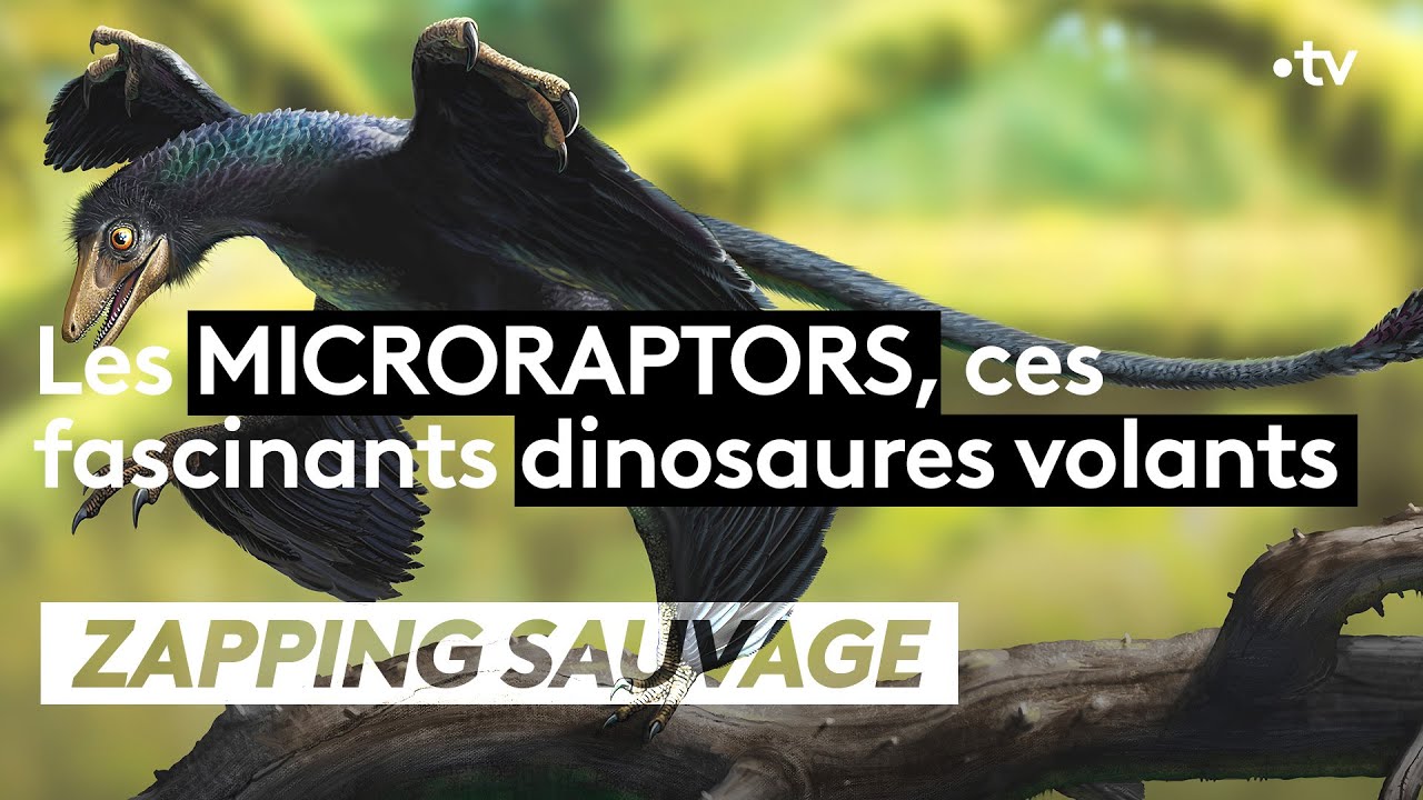 Les microraptors, ces fascinants dinosaures volants