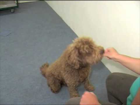 Hund lernt rechts-links 1