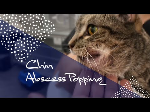 Chin Abscess Removal