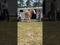 One Of The Biggest Draft Horses You Ll Ever See Horse Drafthorses Pulls Belgian