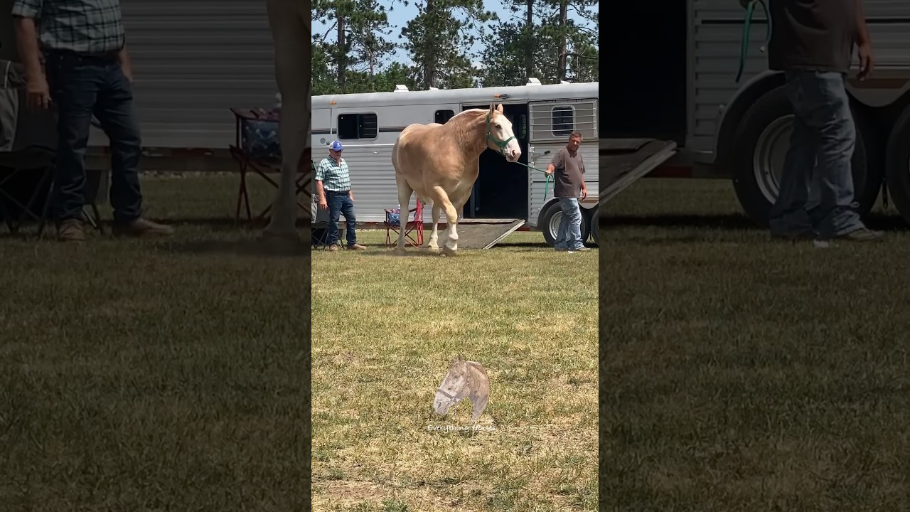 One of the biggest draft horses you’ll ever see #horse #drafthorses #pulls #belgian