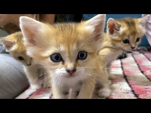 SAND KITTENS MADE FRIENDS WITH MAINE COONS