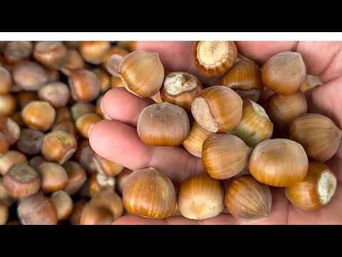 фото саженцы  фундука  сорта, есть выбор 0