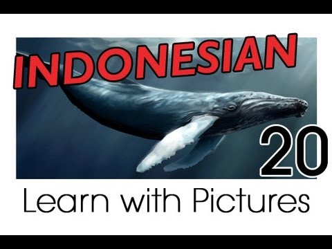 Learn Indonesian Vocabulary with Pictures - Marine Animals