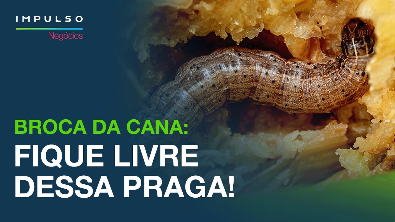 Broca-da-Cana: Como Identificar e Como Realizar o Manejo | Impulso Negócios EP. 58