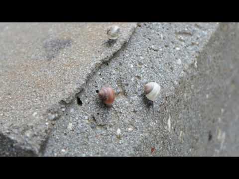 A race at a Snail's pace
