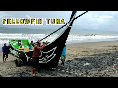 Amazing Giant Tuna Longline Fishing Skill - Fisherman Fishing Big Yellowfin Tuna At Sea ACEH