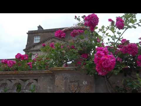 @ionbogdanstefanescu  Joseph Haydn - Concerto