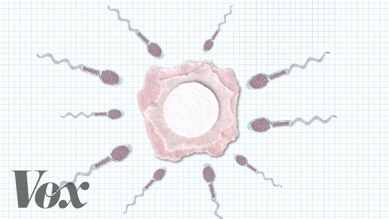 How sperm got all the credit in the fertilization story