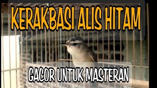 Download lagu KERAKBASI ALIS HITAM GACOR DOR MILIK OM SETRA !!! mp3