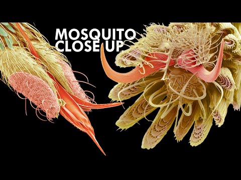 The Animal That Kills More People Than Every Other Species Combined