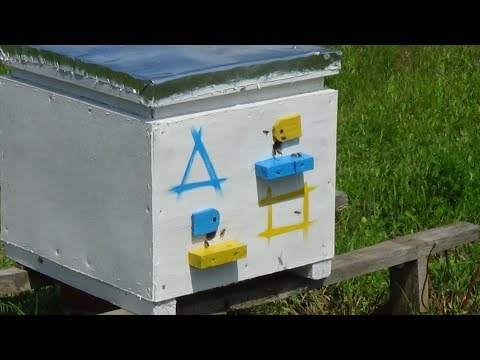 Манипуляция лётной пчелы на любительском точке!!!