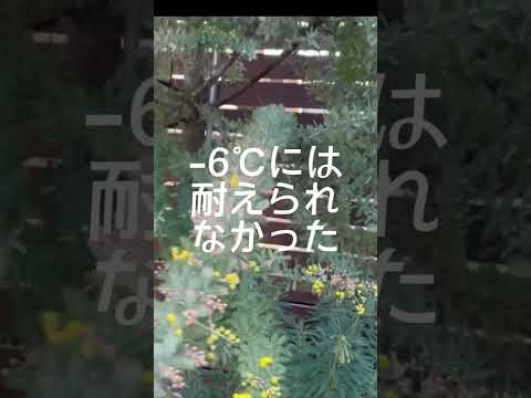 園芸 パリのミモザ、レンギョウ