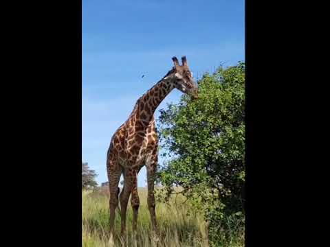 ファフリ・ヤーディム「サファリ」について:「自分はもっとタフだと思っていた」