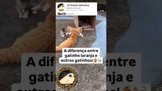 A diferença entre gatinho laranja e outros gatinhos!