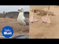 Cheeky Seagull Steals IPhone From Beach And Flies Off Daily Mail