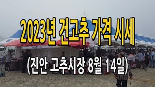 2023년 건고추 가격 시세 / 진안 고추시장 8월 14일 고추가격 많이 올랐어요!