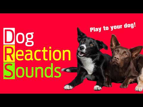 Dog Reaction Sounds - Watch Your Dog React 🐶