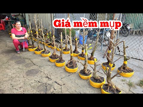 Cheap. Le Tam📲 O37699479O beautiful yellow apricot shell 5/4 western region I love chosaigon (@Ma...