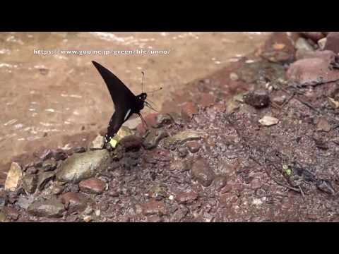 マネシタイマイの飛翔　Mimoides xynias