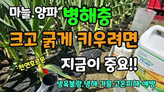 마늘/양파 병해충 천연호르몬으로 크고굵고 파릇파릇하게 마늘영양제엽면시비 #해조추출물 #냉해예방