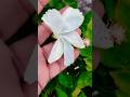 Ra Ra Ramayyaaa ️ Ishqyouall Swv Tamil Shorts Youtube Love Flowers Gudhal