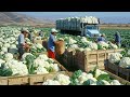 100+ Mind-Blowing Harvest Moments That Will Leave You Speechless - Agriculture Technology DEFAULT Thumbnail