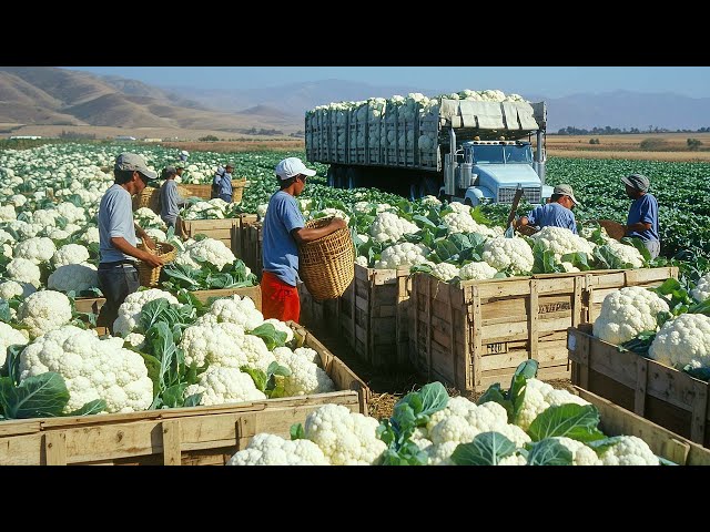 100+ Mind-Blowing Harvest Moments That Will Leave You Speechless - Agriculture Technology SDDEFAULT Thumbnail