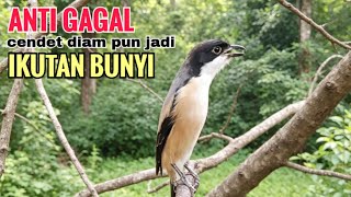 Download lagu SUARA CENDET GACOR ISIAN ALAM || ANTI GAGAL efektif bikin cendet malaspun langsung ikutan bunyi mp3 Download lagu SUARA CENDET GACOR ISIAN ALAM || ANTI GAGAL efektif bikin cendet malaspun langsung ikutan bunyi mp3