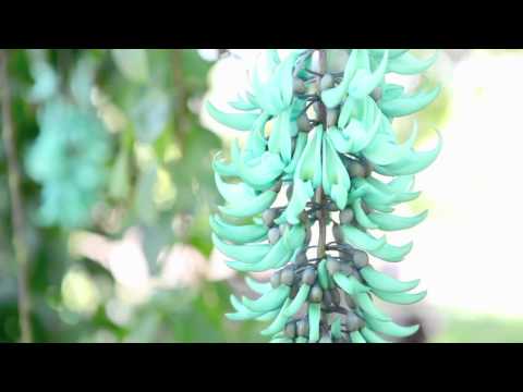 Jade Vine