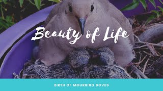 Birth of Mourning Doves