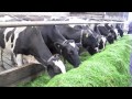 Zero grazing system at the Harpur Farm in ...