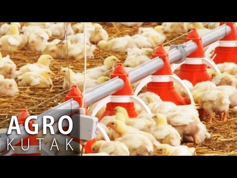 Agro Kutak 32 - Peradarstvo 1. dio