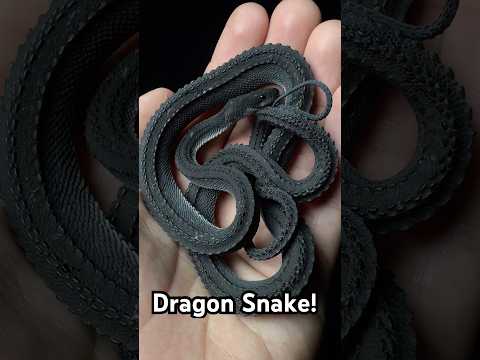 Dragon Snake‼️🐉🐍 (Xenodermus javanicus)