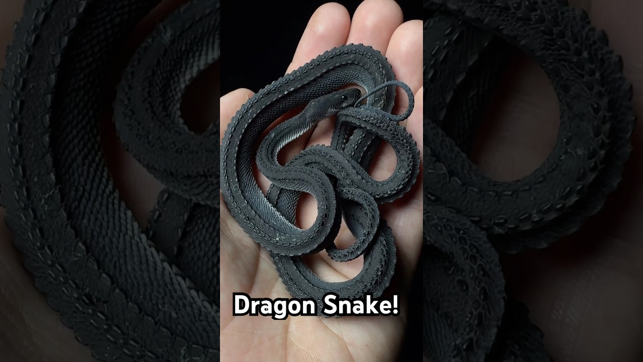 Dragon Snake‼️🐉🐍 (Xenodermus javanicus)