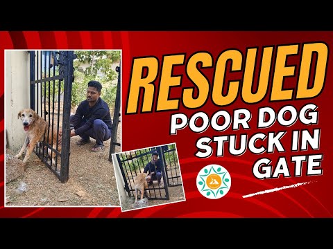 Poor Dog stuck in Gate | Rescued
