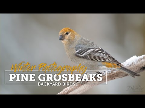Wild Alaska: Pine Grosbeaks
