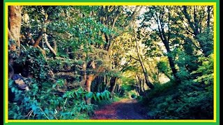 Ready To Go - Tony Rebel ft Marcia Griffiths