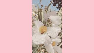 Overcoats – Smaller Than My Mother (slowed + reverb)