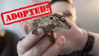 I ADOPTED A NEW GARGOYLE GECKO by Pickles12807