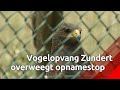 Vogelrevalidatiecentrum Zundert overweegt opnamestop: 'het is sappelen'