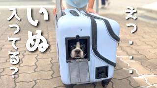 まるで人間？キャリーで運ばれるボストンテリアの姿が可愛すぎたｗ