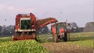 preview picture of video 'Landbouwfoto.nl - Bieten rooien bij MTS. Geerligs.'