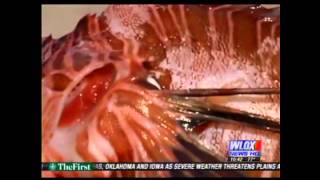 Lionfish WANTED... DEAD OR ALIVE