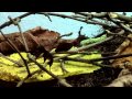 Gespenster Mantis 