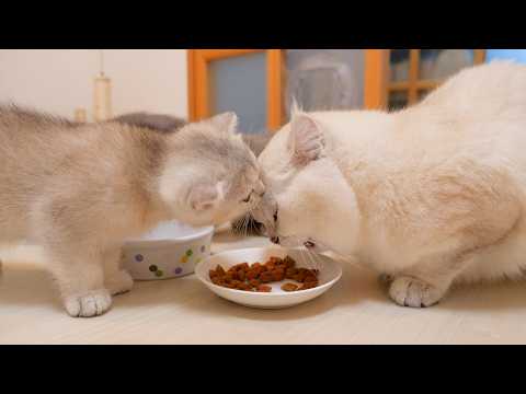 YouTube 썸네일