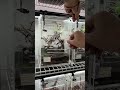Dusting crickets and feeding some of my baby anole lizards 🦎 #HerpTime #lizard #anole #asmr #shorts